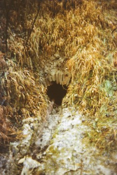 Jeden z mála existujících pohledů na část bývalého portálu, vchodu A/B do levé části podzemí. Fotografie pochází přibližně z roku 1987.